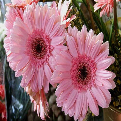 daisy pink 2.jpg