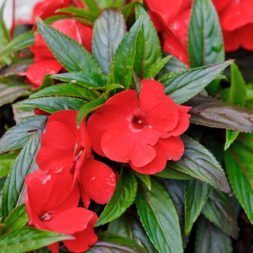 impatiens red 2.jpg