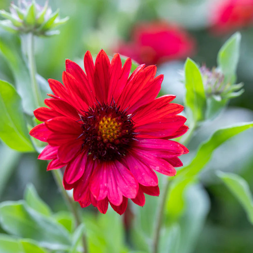 gaillardia pink 2.jpg