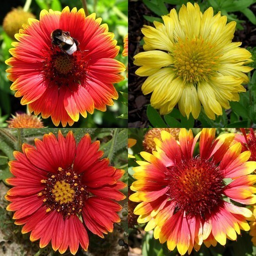 gaillardia mix 3.jpg