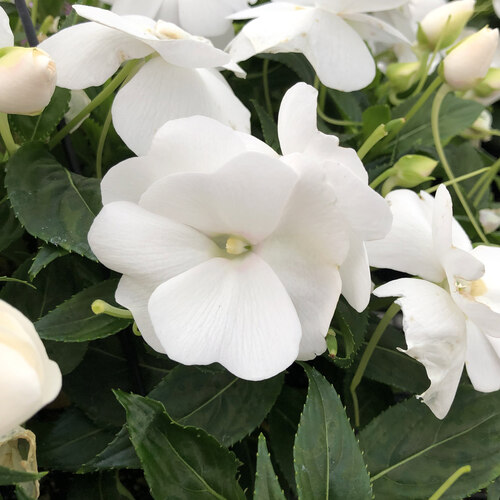 impatiens white 2.jpg