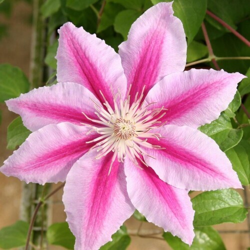 Clematis pink 1.jpg
