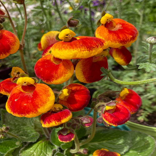 Calceolaria r y 1.jpg