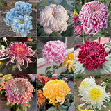 Chrysanthemum mix 1.jpg