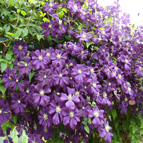 clematis violet1.jpg