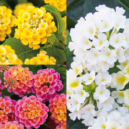 lantana mix 3.jpg