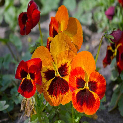 orange pansy flowers close-up growing on a flower bed.jpg
