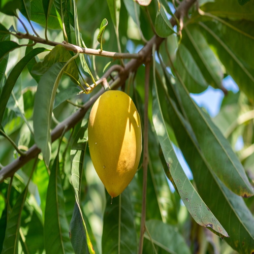 Lucuma y 2.jpg
