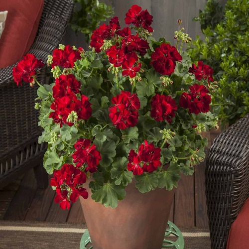Geranium red 1.jpg