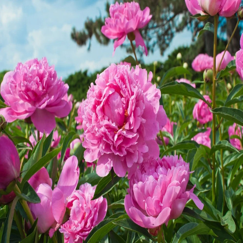 peony p 1.jpg