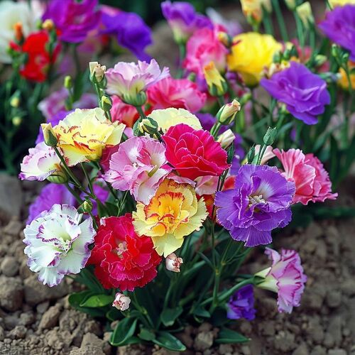 Lisianthus mix 2.jpg