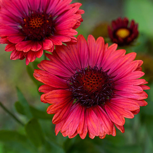 gaillardia pink 1.jpg