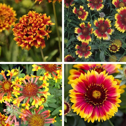gaillardia mix 1.jpg