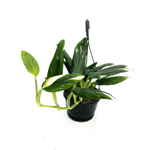 monstera standleyana g 2.jpg