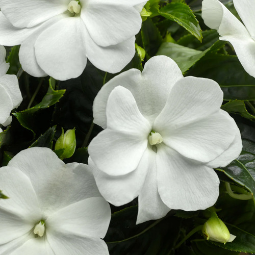 impatiens white 1.jpg