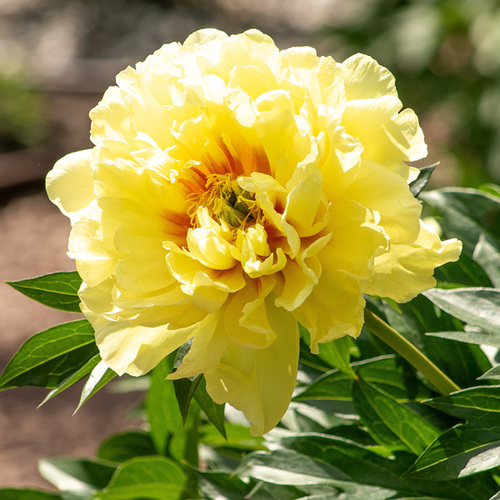 Peony y 1.jpg