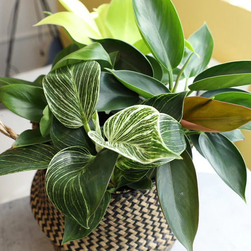 Philodendron mix 3.jpg