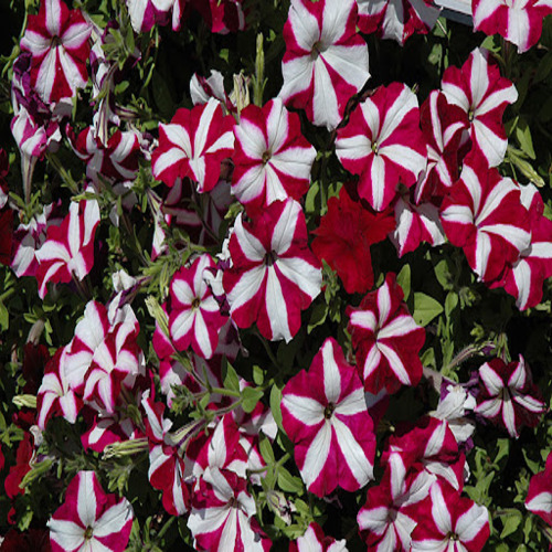 petunia maroon n white1.jpg