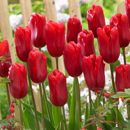 Tulip red 1.jpg