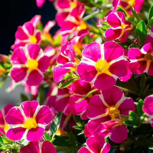 pink n white calibrachoa1.jpg