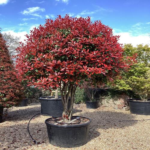 Photinia r 2.jpg