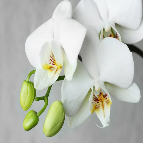 Phalaenopsis wh 4.jpg