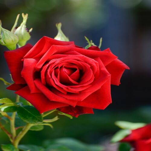 perennial red rose 2.jpg