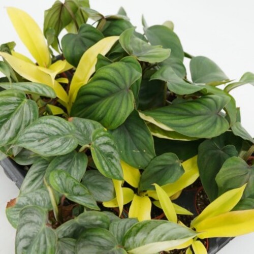 Philodendron mix 4.jpg