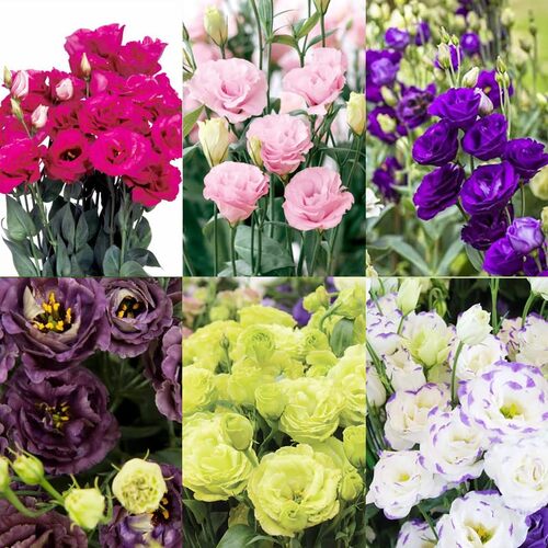 Lisianthus mix 4.jpg