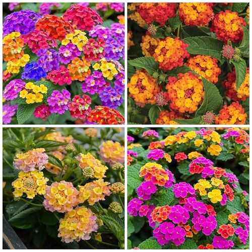 lantana mix 4.jpg