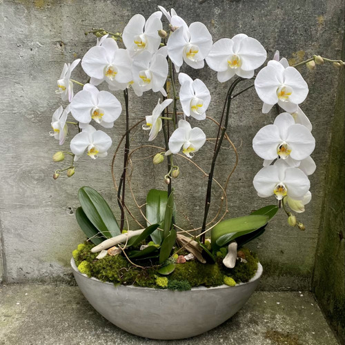 Phalaenopsis wh 11.jpg
