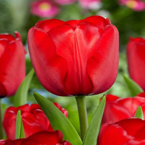 Tulip red 3.jpg