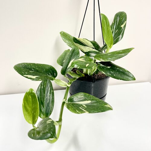 monstera standleyana g 3.jpg