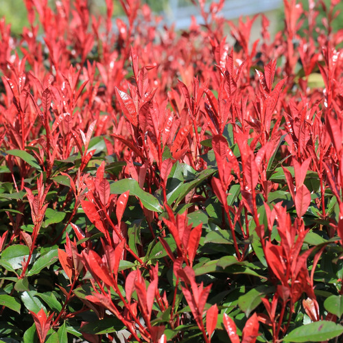 Photinia r 4.jpg