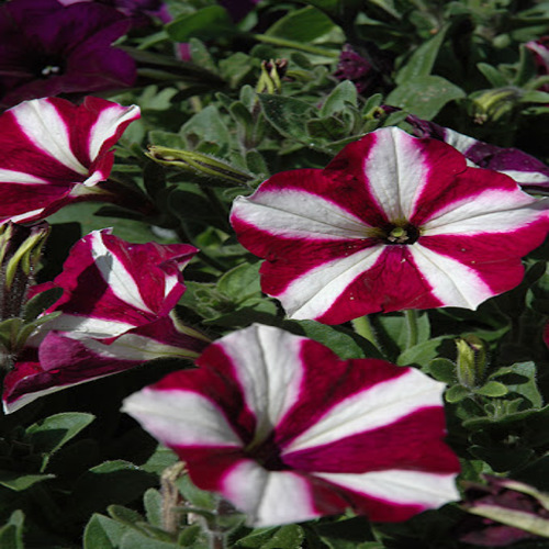 petunia maroon n white2.jpg
