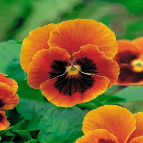pansy orange marron2.jpg