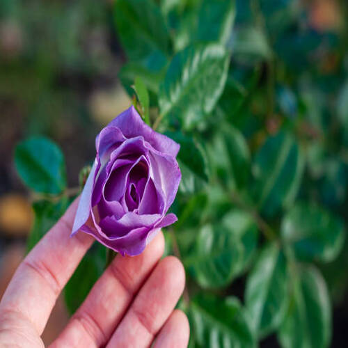 A single purple rose held gently in a person's hand, showcasing its delicate petals and vibrant colo.jpg