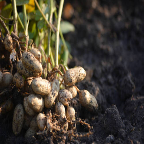 Fresh peanuts plants with roots.jpg