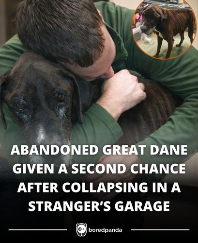 ABANDONED GREAT DANE GIVEN A SECOND CHANCE AFTER COLLAPSING IN A STRANGER’S GARAGE.jpg