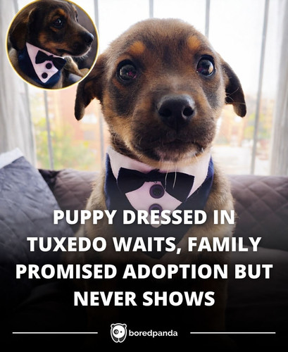 PUPPY DRESSED IN TUXEDO WAITS, FAMILY PROMISED ADOPTION BUT NEVER SHOWS.jpg