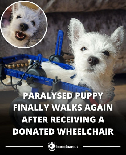 PARALYSED PUPPY FINALLY WALKS AGAIN AFTER RECEIVING A DONATED WHEELCHAIR.jpg