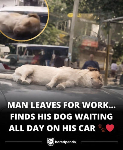 MAN LEAVES FOR WORK… FINDS HIS DOG WAITING ALL DAY ON HIS CAR.jpg