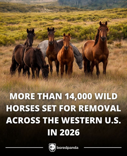 MORE THAN 14,000 WILD HORSES SET FOR REMOVAL ACROSS THE WESTERN U.S. IN 2026.jpg