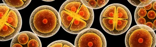 dividing cells banner.webp