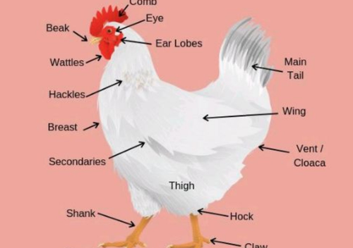 temp.png