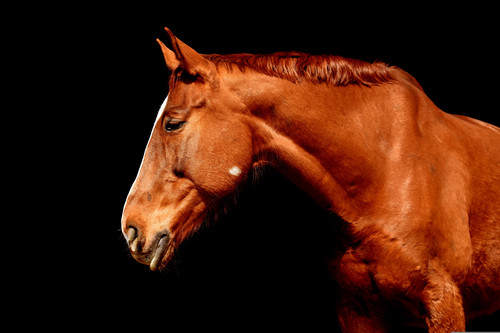 alexas fotos horse 2196755.jpg