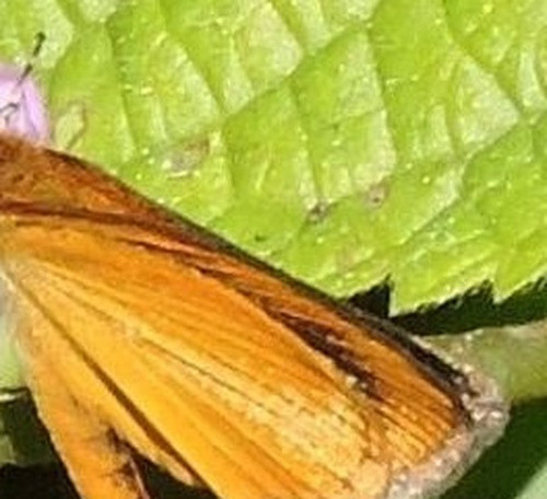 474e06eff176.jpg