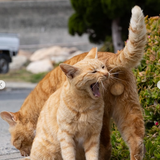 cat2.png