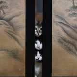 cat3.png