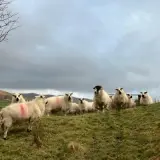 Jurnal de țară: sezonul mieilor este aici ?